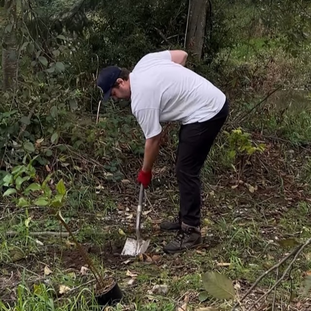 Planting native species at a restoration site